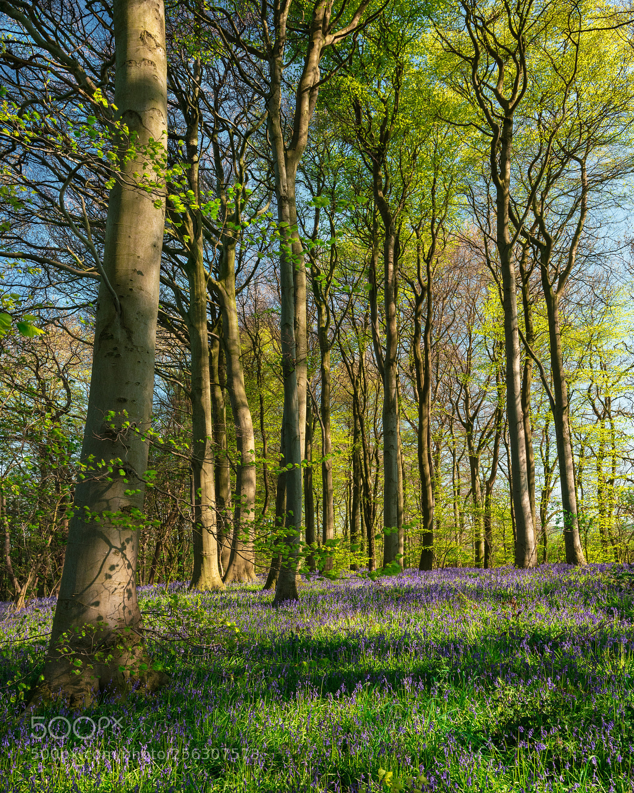 Nikon D850 sample photo. Bluebells and sunshine photography