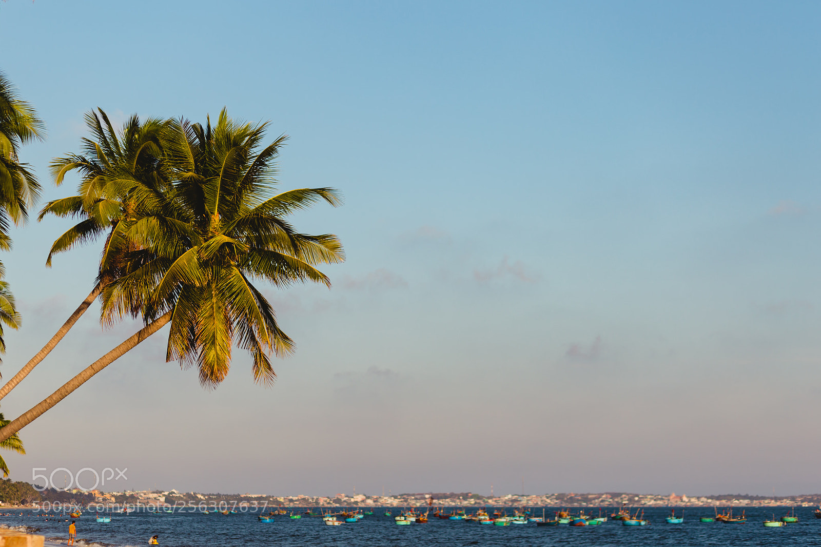 Canon EOS 6D sample photo. Coconut trees stretch into photography