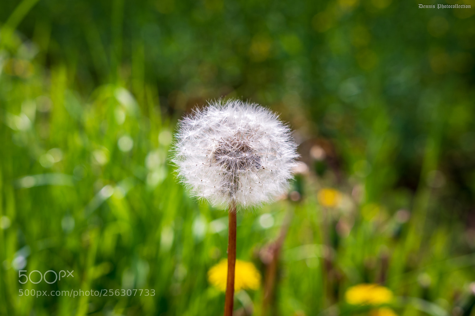 Nikon D7200 sample photo. Pusteblume photography