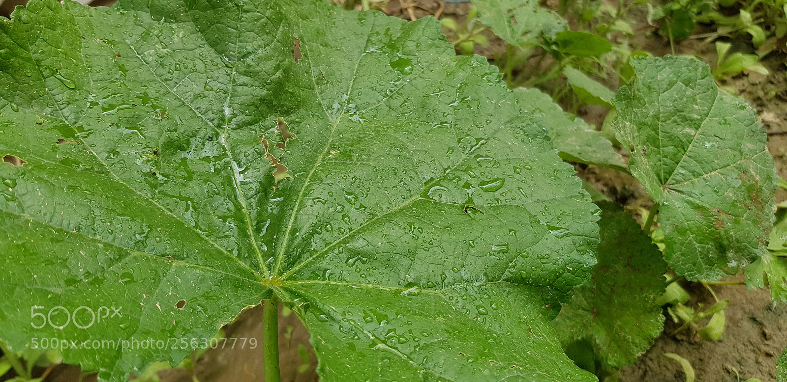 Samsung Galaxy S8+ sample photo. Untitled photography