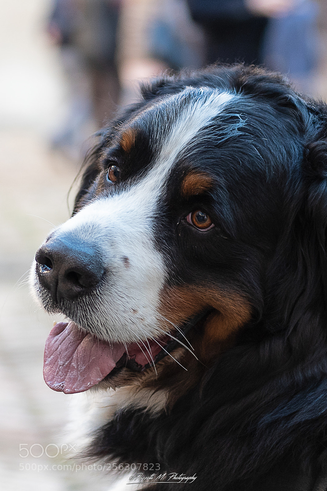 Nikon D750 sample photo. Dog photography