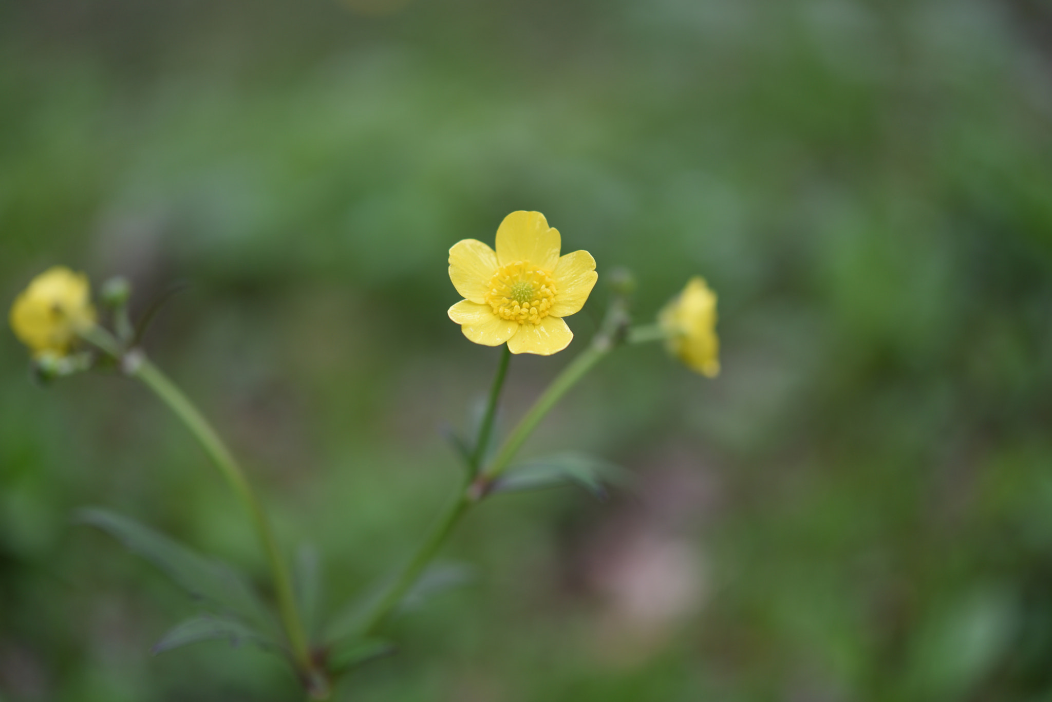 Nikon AF-S Micro-Nikkor 60mm F2.8G ED sample photo. キンポウゲ 五箇山菅沼合掌造り集落 photography