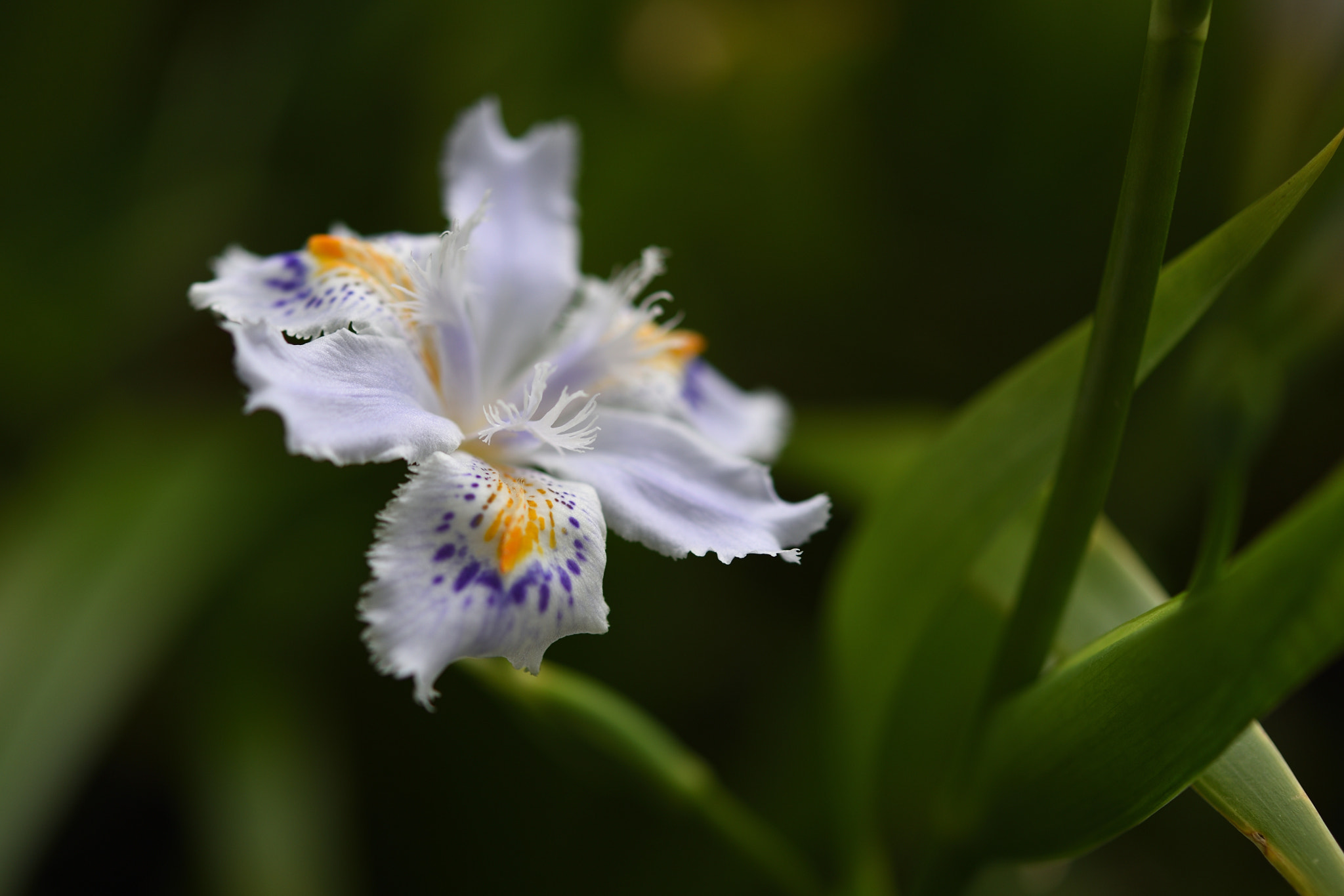 Nikon AF-S Micro-Nikkor 60mm F2.8G ED sample photo. シュガ 五箇山菅沼合掌造り集落 photography