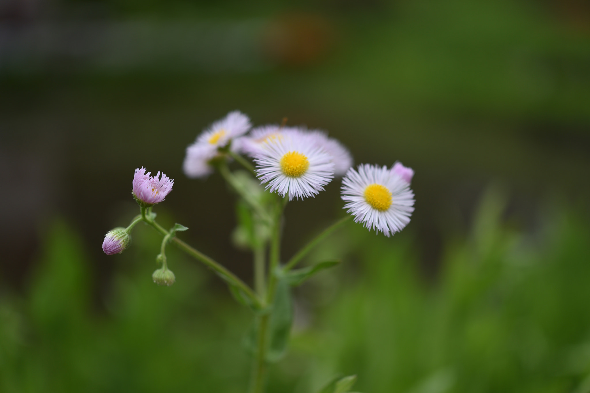 Nikon AF-S Micro-Nikkor 60mm F2.8G ED sample photo. ハルジオン 五箇山菅沼合掌造り集落 photography