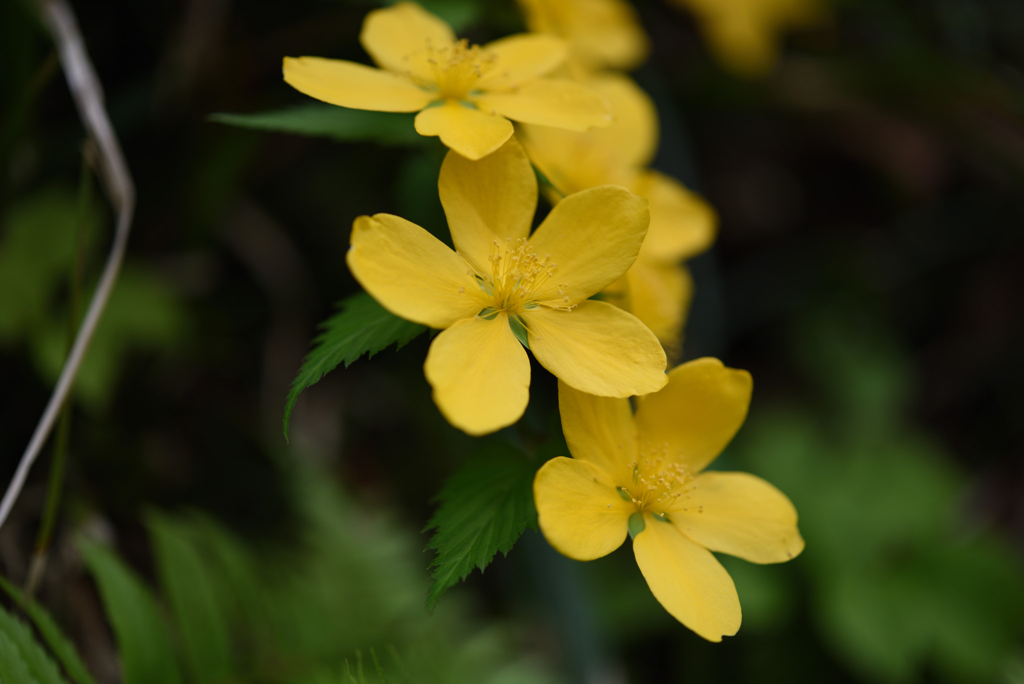 Nikon AF-S Micro-Nikkor 60mm F2.8G ED sample photo. ヤマブキ 五箇山菅沼合掌造り集落 photography