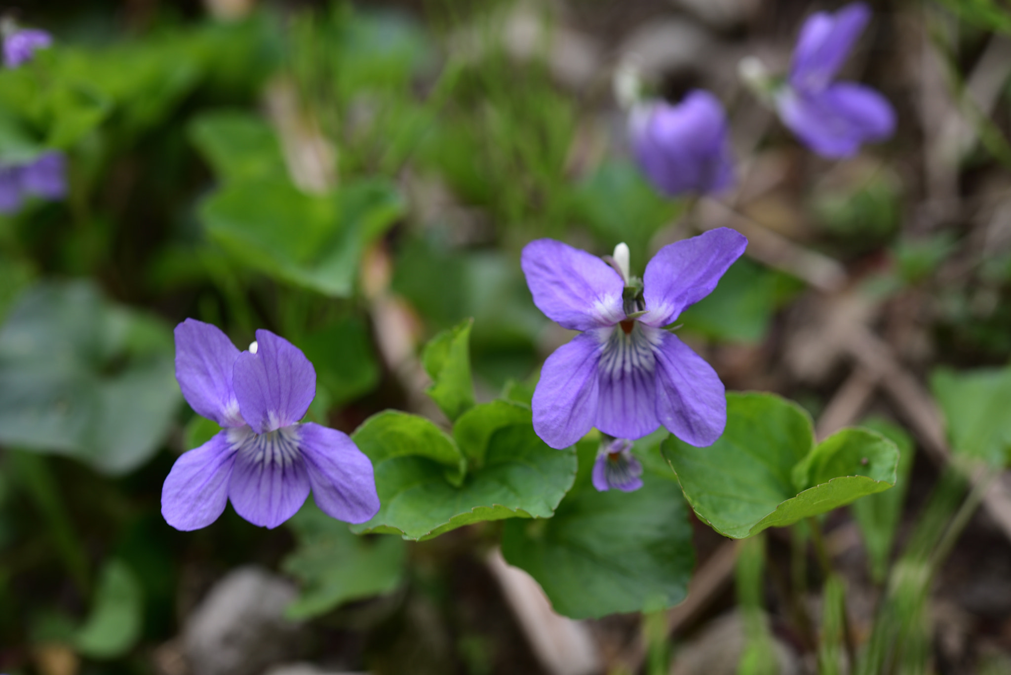 Nikon D750 + Nikon AF-S Micro-Nikkor 60mm F2.8G ED sample photo. タチツボスミレ 五箇山菅沼合掌造り集落 photography