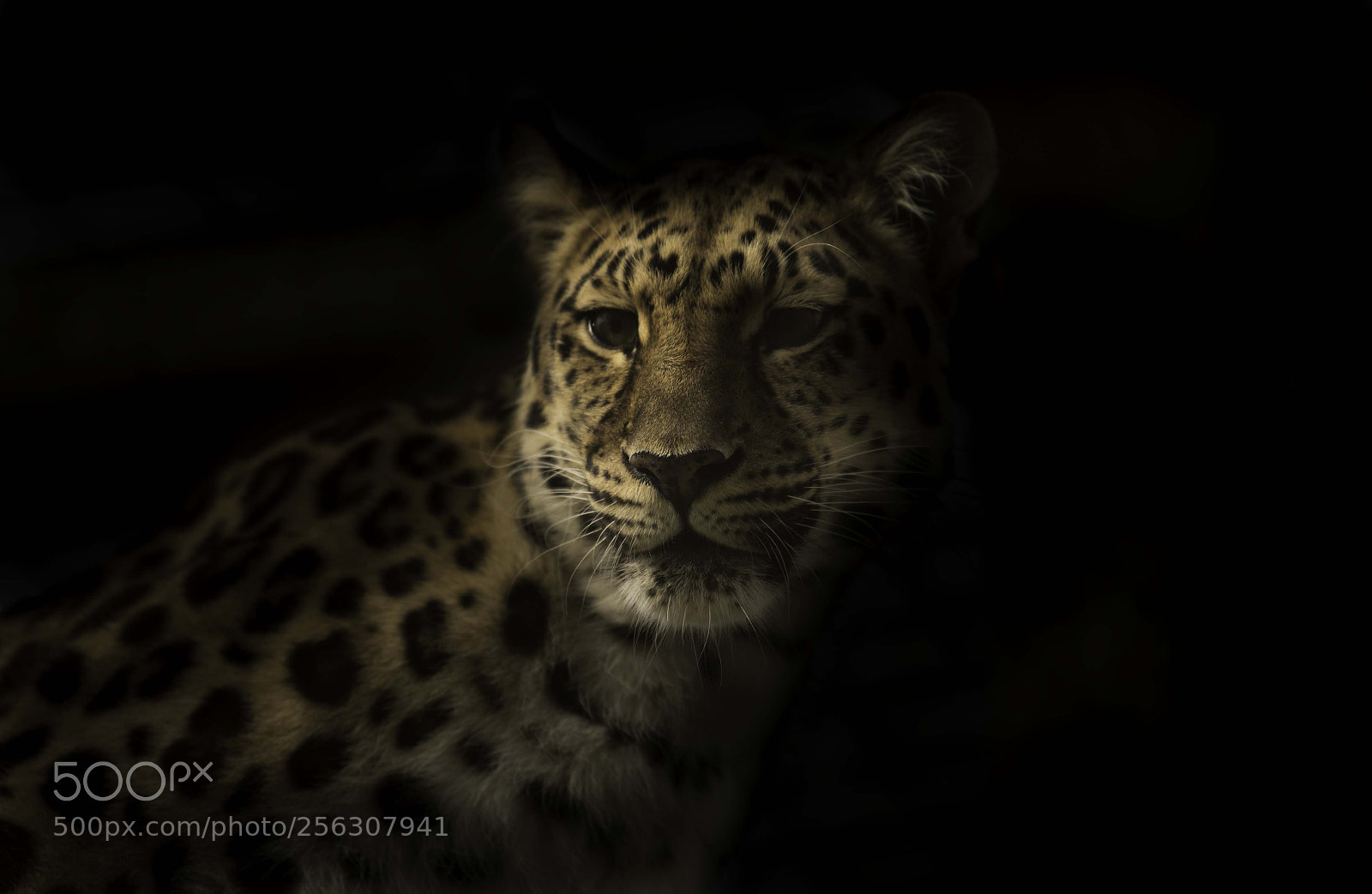 Nikon D5 sample photo. Amur leopard photography