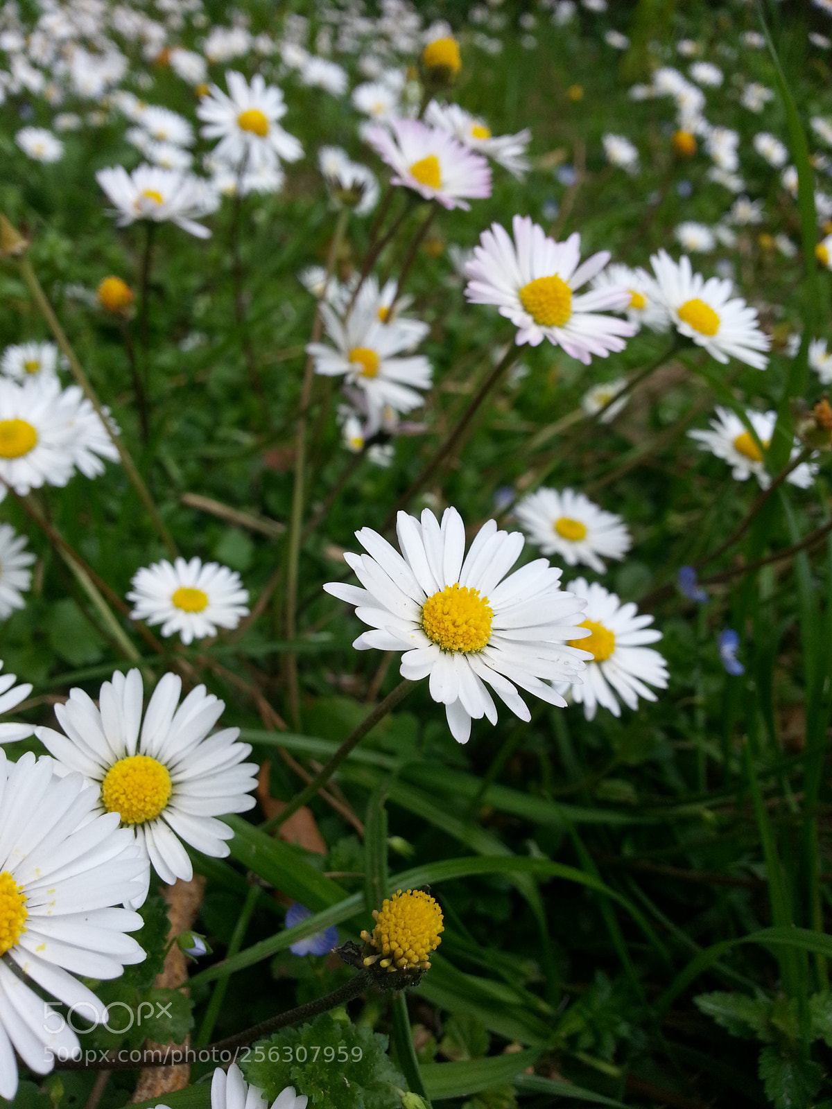 Samsung Galaxy S3 sample photo. Daisy photography