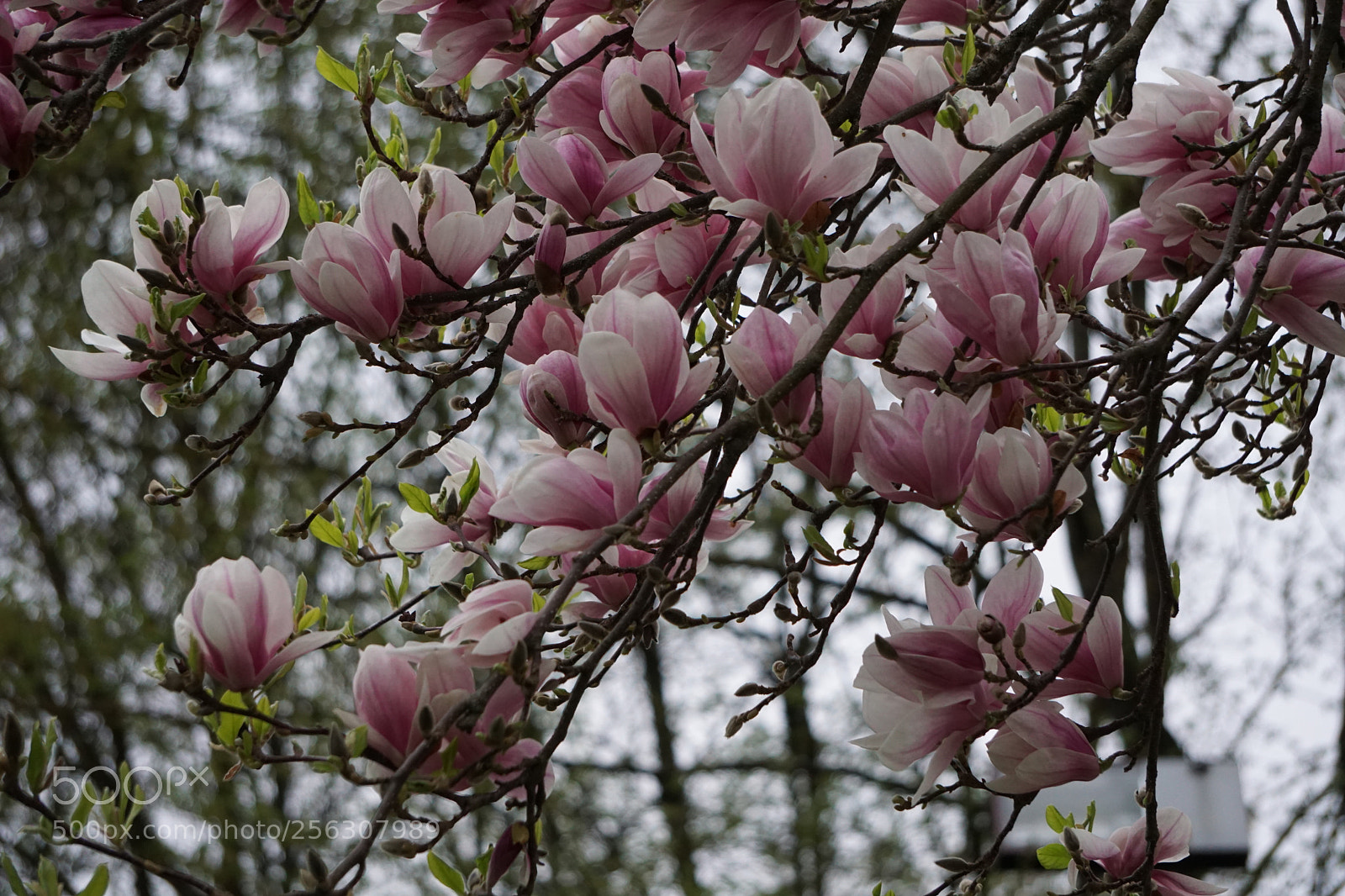 Sony a6000 sample photo. Glorious spring photography