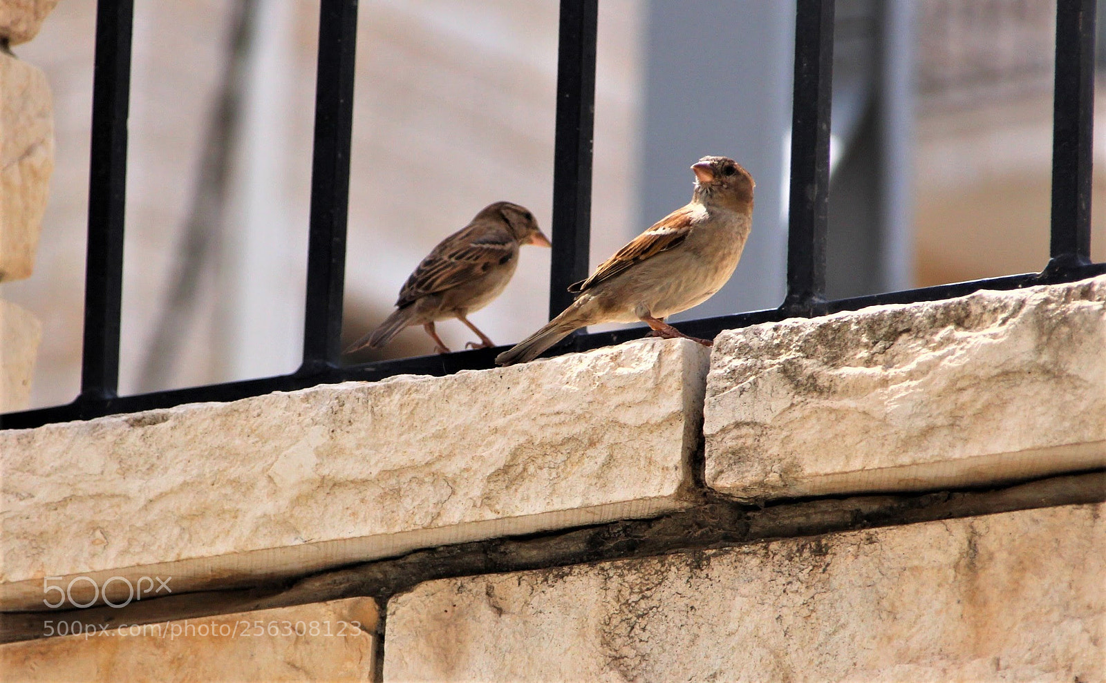 Canon EOS 700D (EOS Rebel T5i / EOS Kiss X7i) sample photo. Sweet sparrows photography