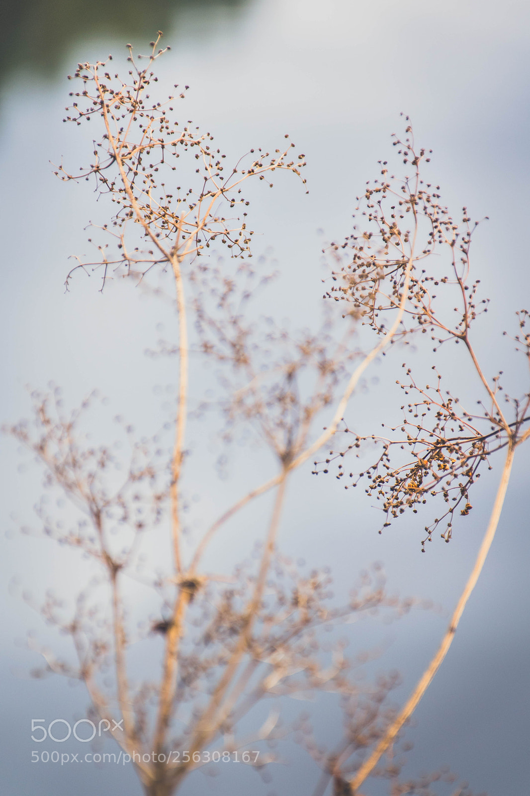 Nikon D5500 sample photo. Secret photography