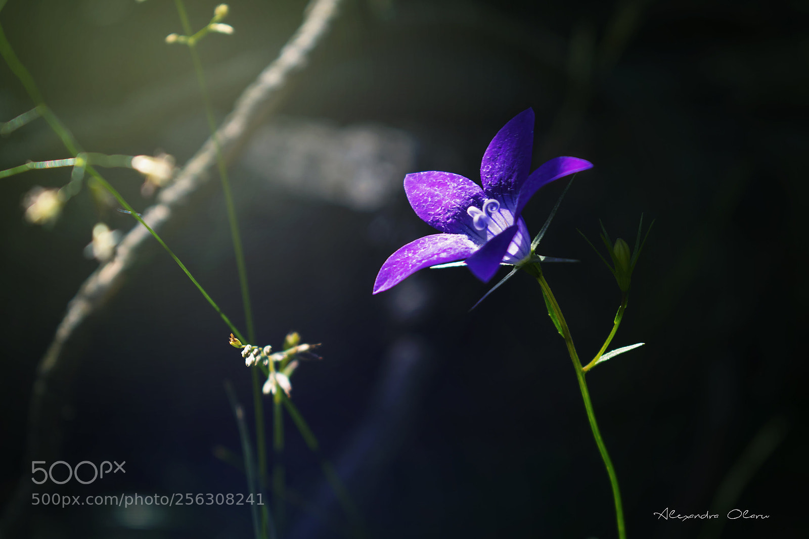 Nikon D5300 sample photo. Little flower :) photography