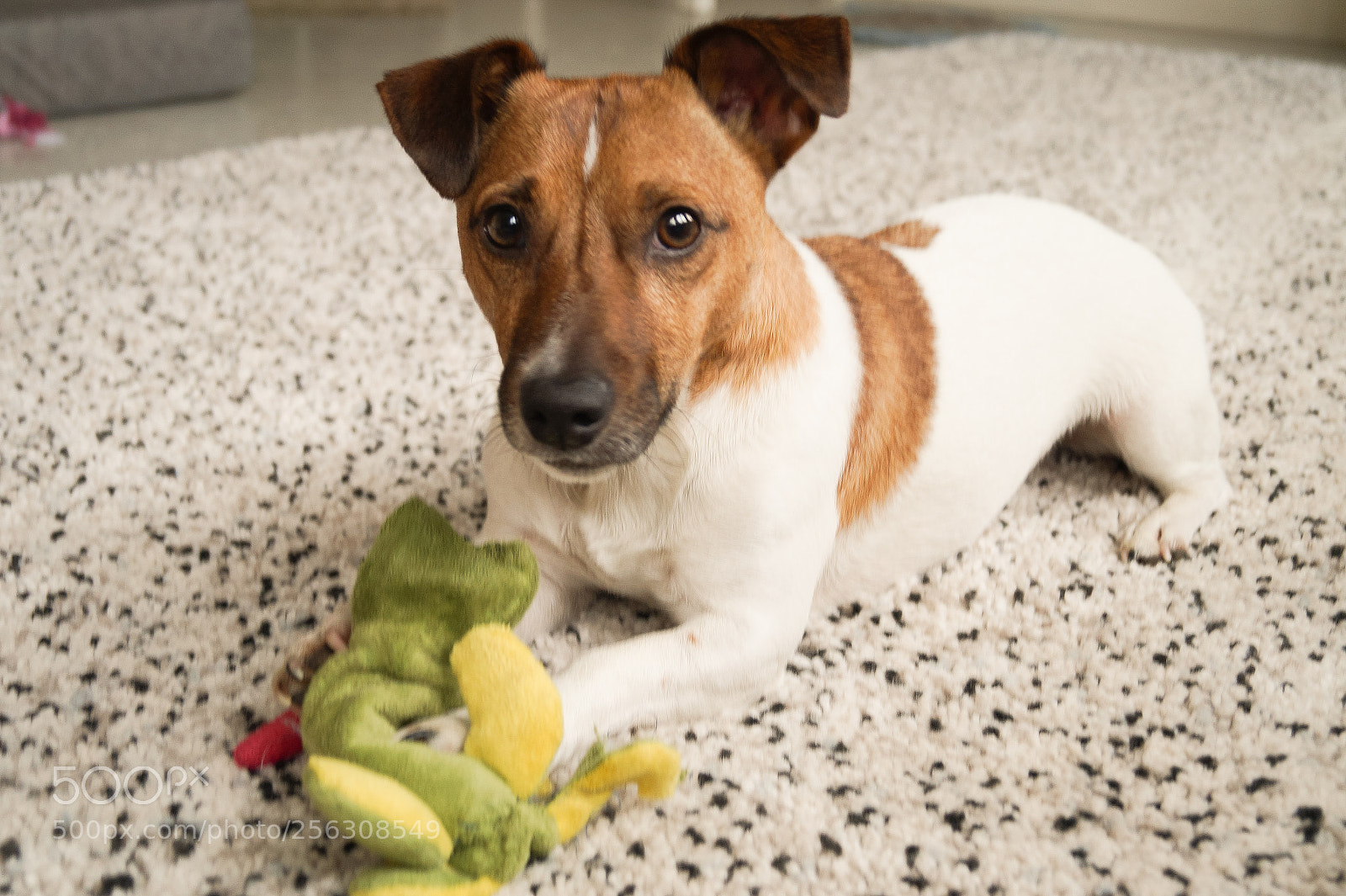 Sony SLT-A58 sample photo. Puppy with a toy photography