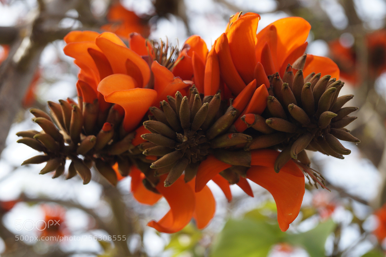 Sony SLT-A58 sample photo. Flourishing tree photography