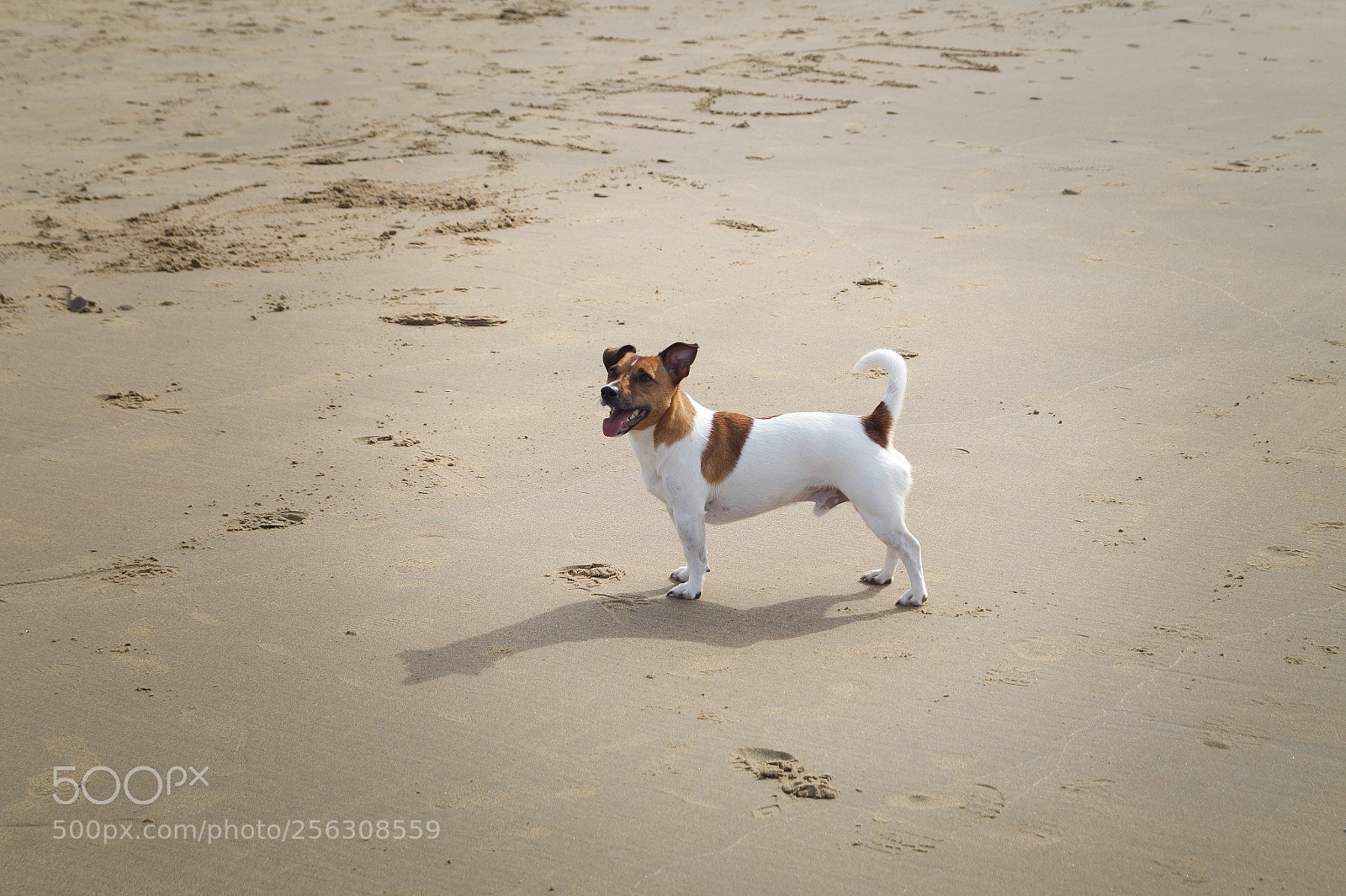 Sony SLT-A58 sample photo. Jack russel dog at photography