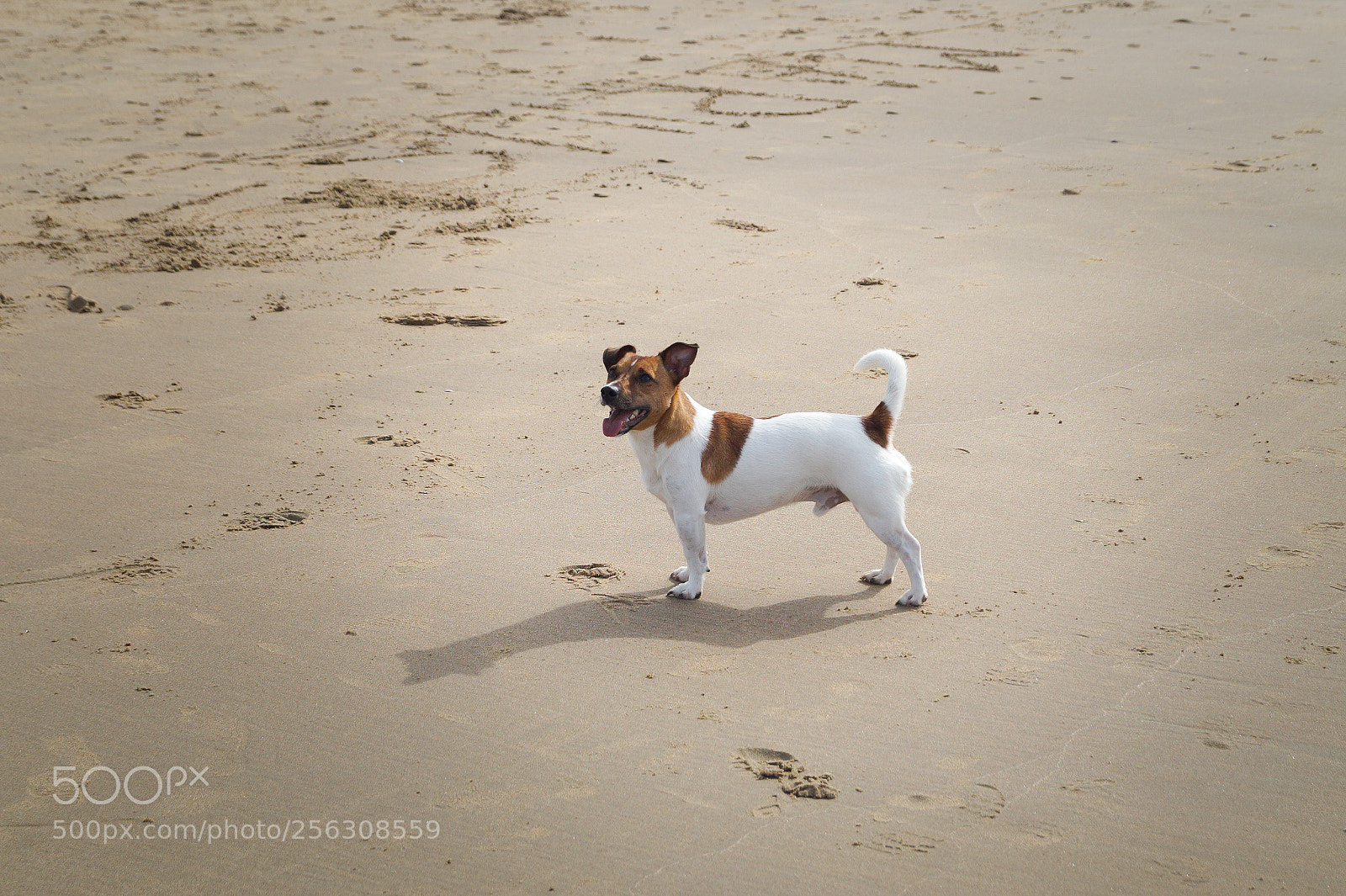 Sony SLT-A58 sample photo. Jack russel dog at photography