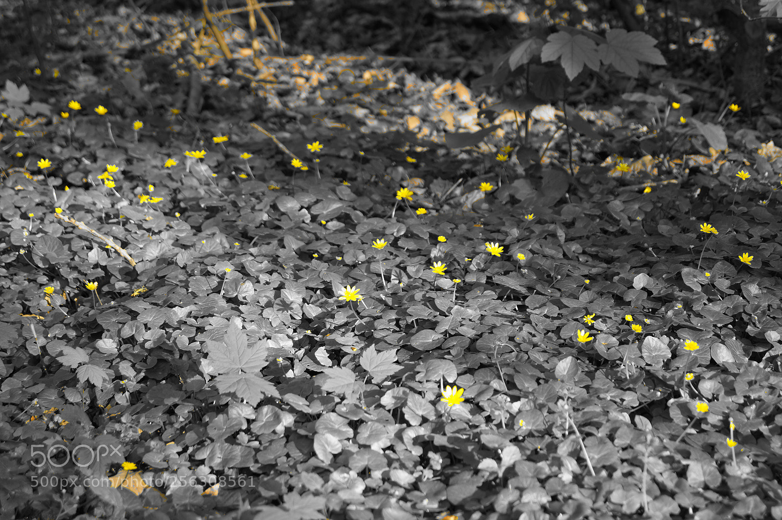 Sony SLT-A58 sample photo. Flowers in the meadow photography
