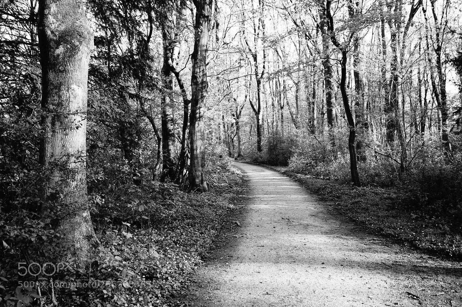 Sony SLT-A58 sample photo. Black and white forest photography