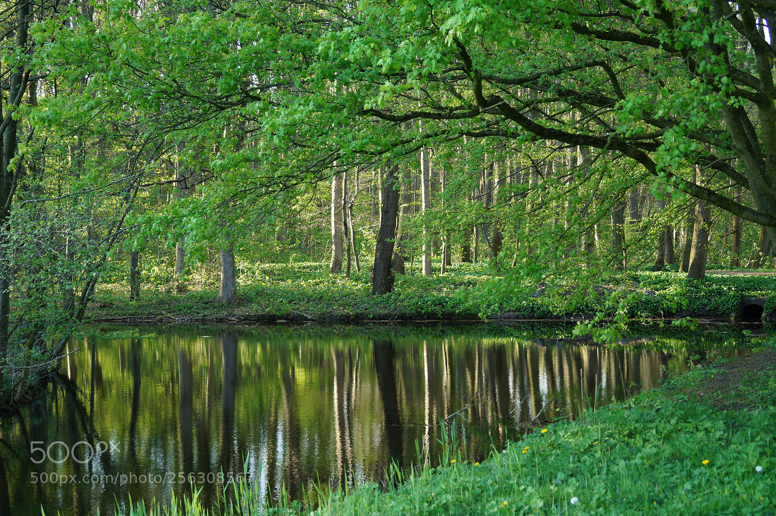 Sony SLT-A58 sample photo. Green forest photography