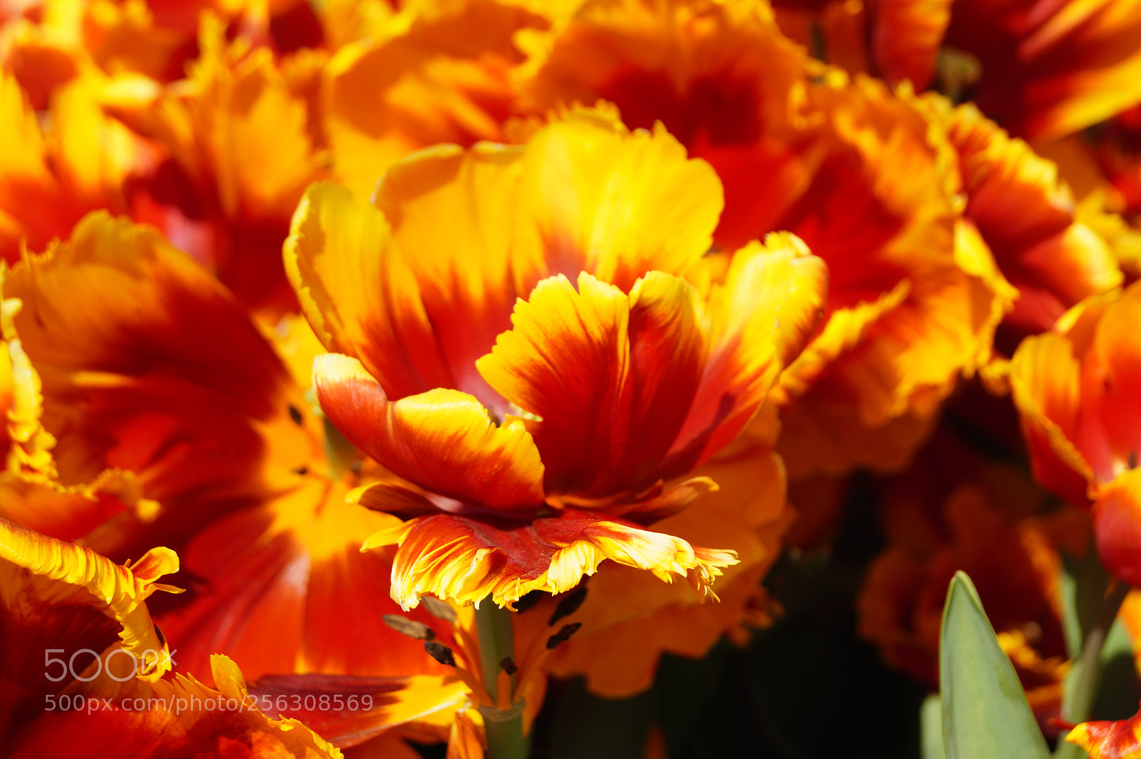 Sony SLT-A58 sample photo. Orange tulip photography