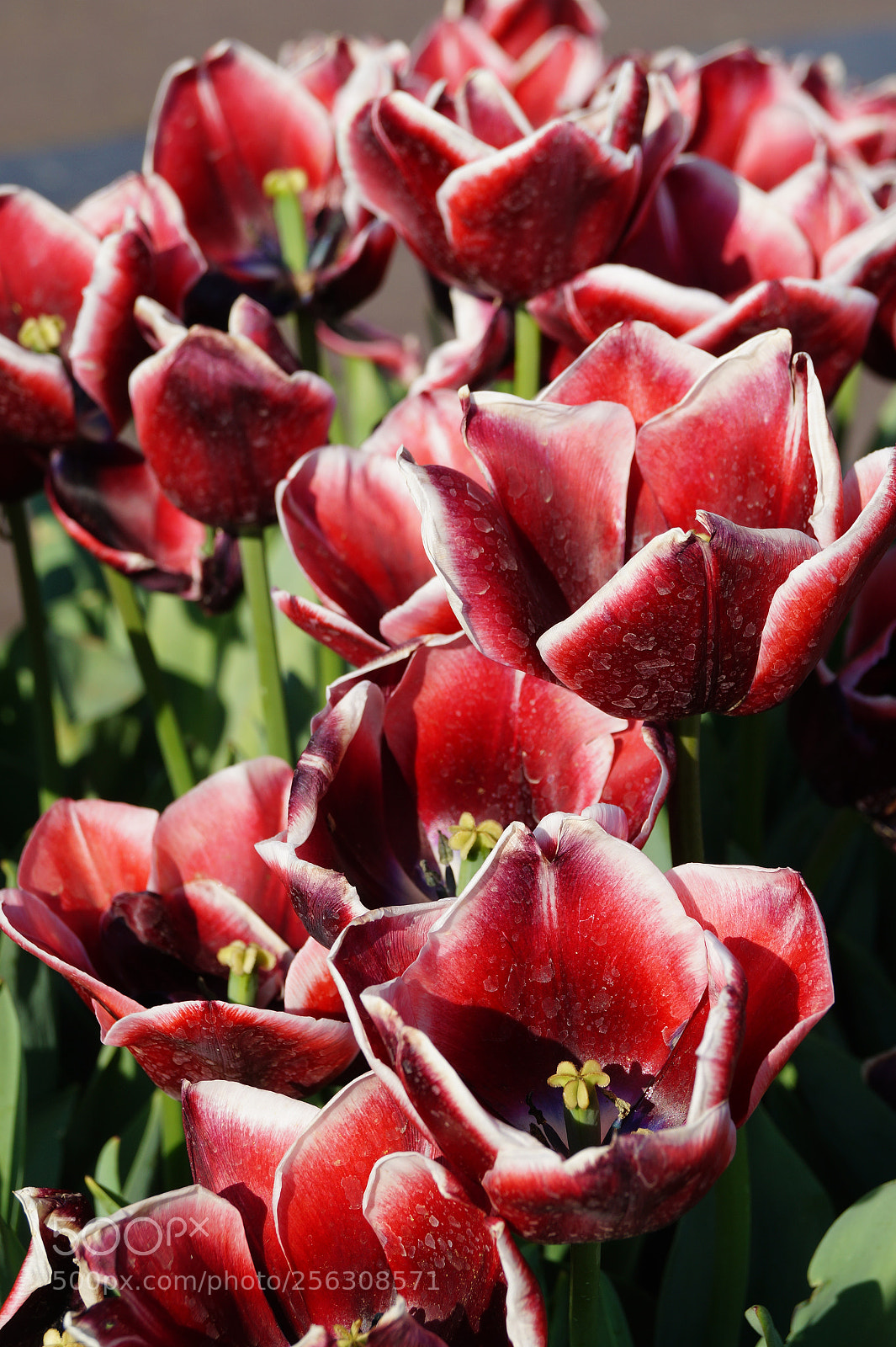 Sony SLT-A58 sample photo. Red tulips photography