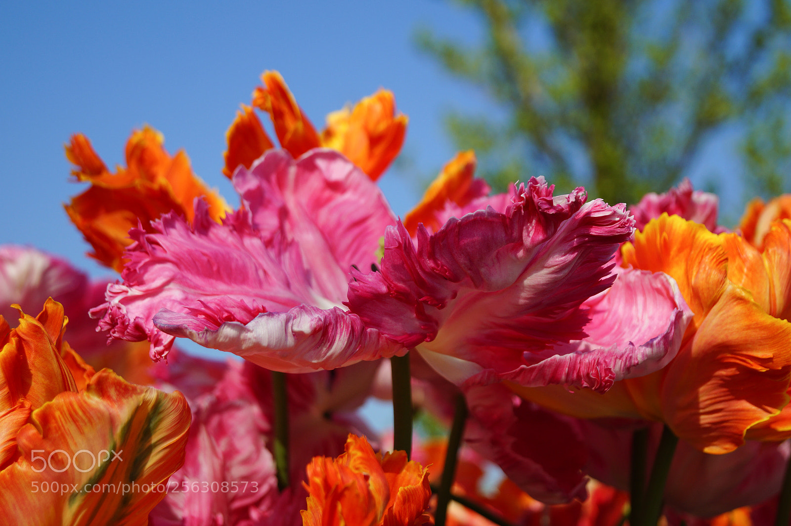 Sony SLT-A58 sample photo. Tulips photography