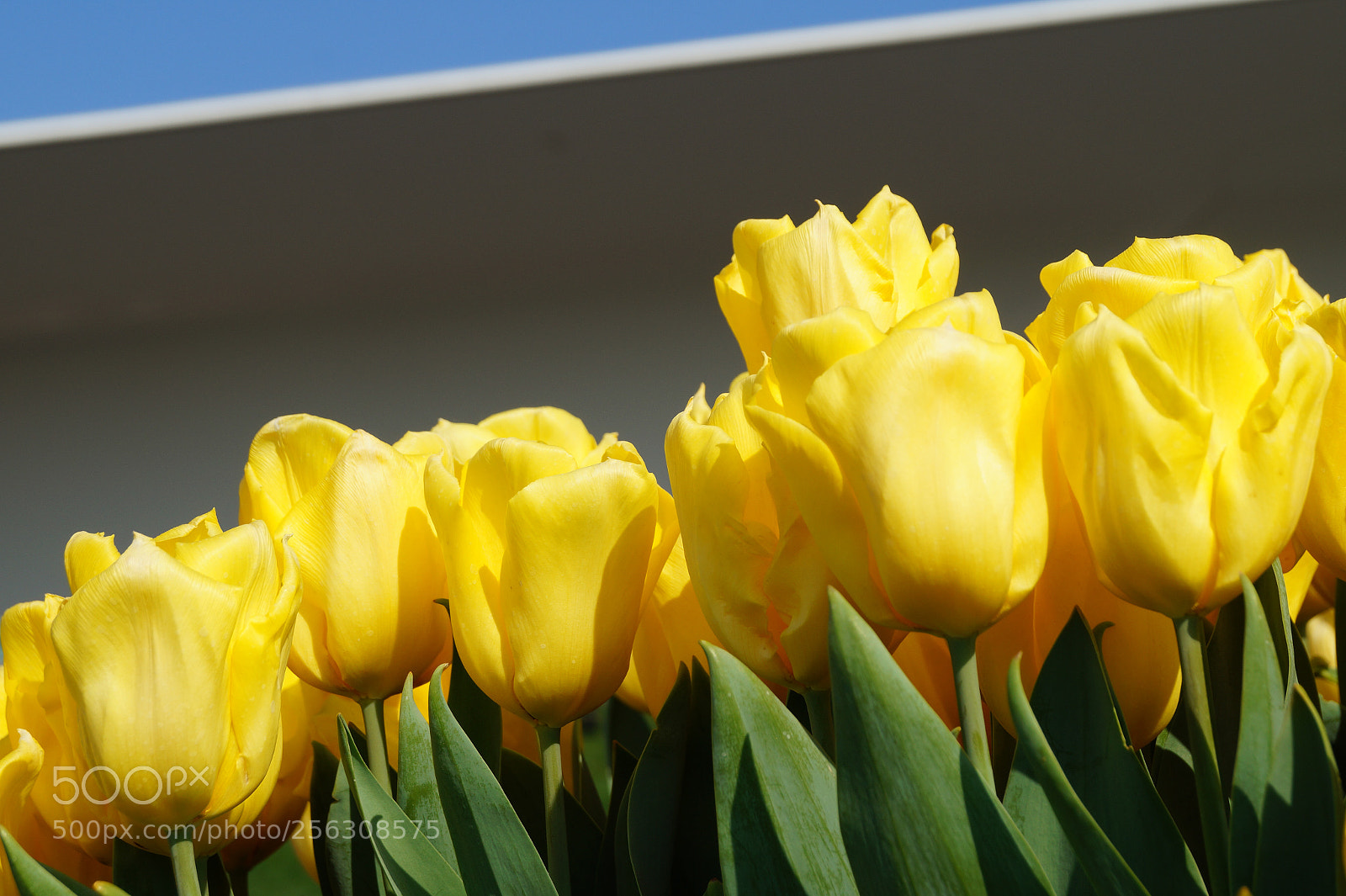 Sony SLT-A58 sample photo. Yellow tulips photography