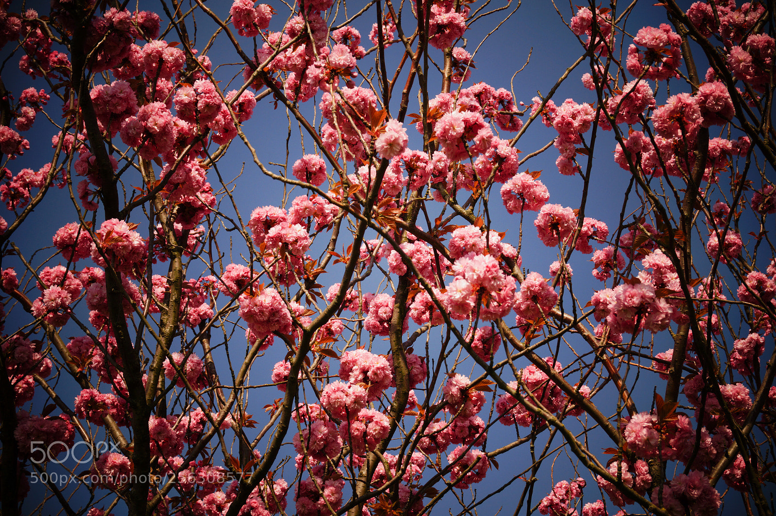 Sony SLT-A58 sample photo. Cherry blossom photography