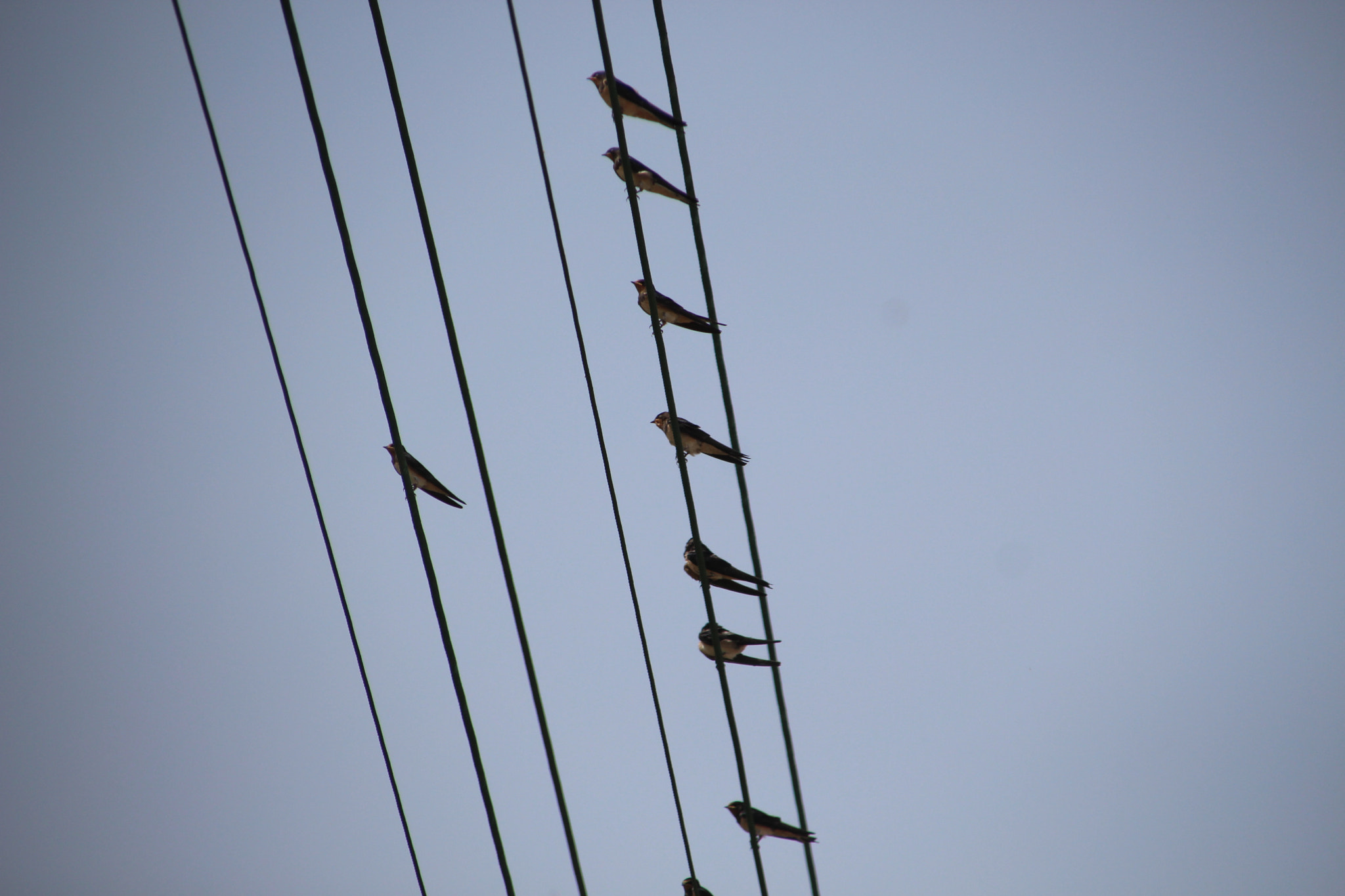 Canon EOS 700D (EOS Rebel T5i / EOS Kiss X7i) + Canon TS-E 90mm F2.8 Tilt-Shift sample photo. Swallows on the wire photography