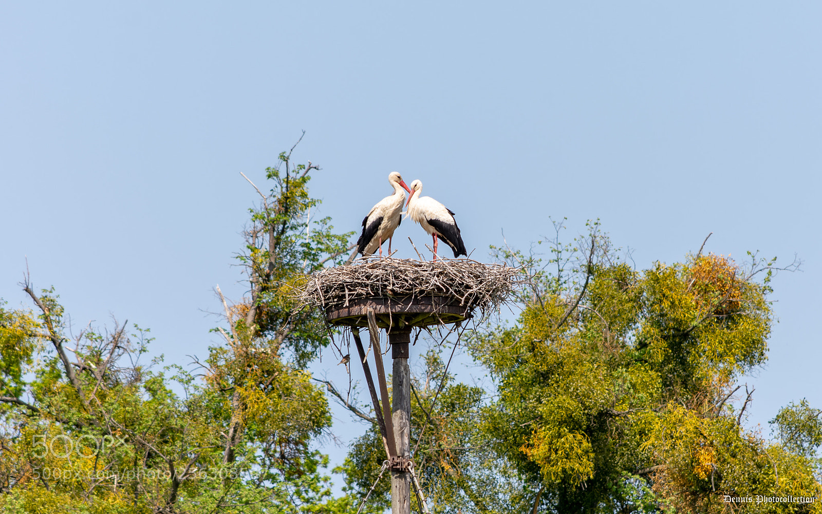 Nikon D7200 sample photo. Stork's nest photography