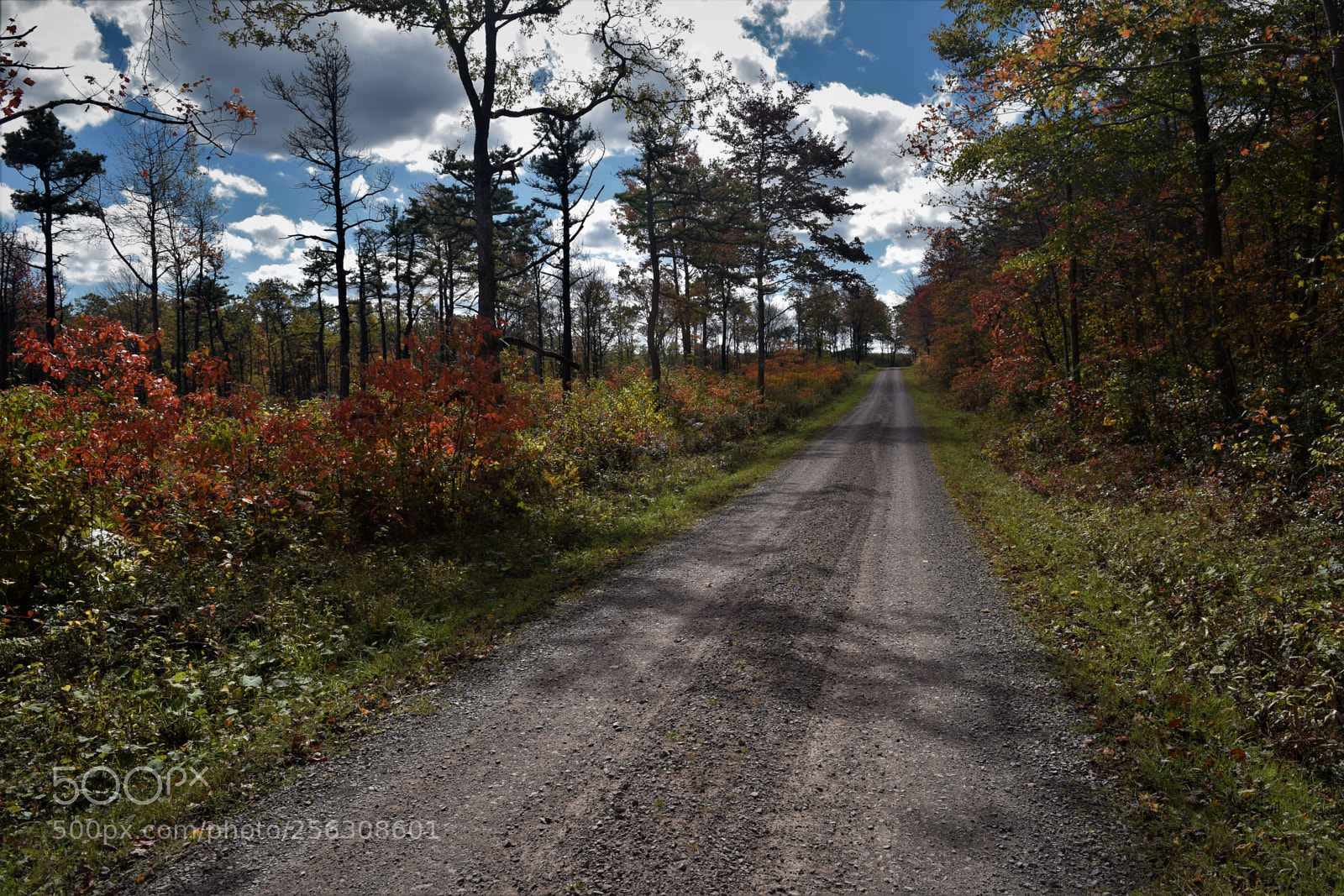 Nikon D3300 sample photo. Fall on mt. davis photography
