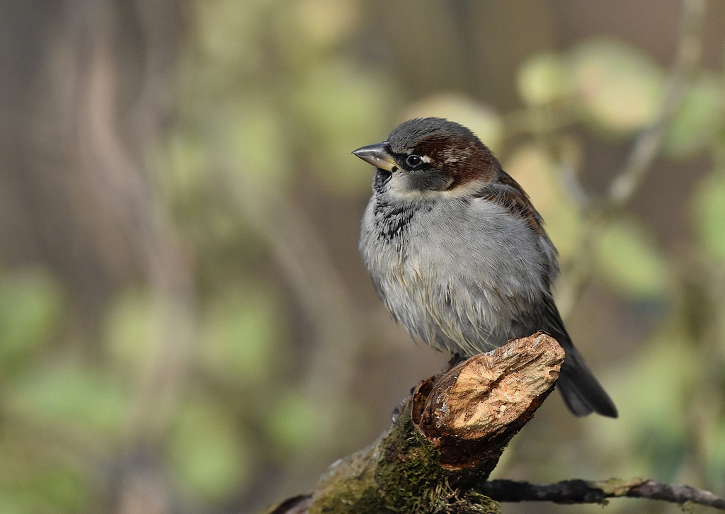 Nikon AF-S Nikkor 200-500mm F5.6E ED VR sample photo. Moineau domestique passer domesticus - house sparrow photography