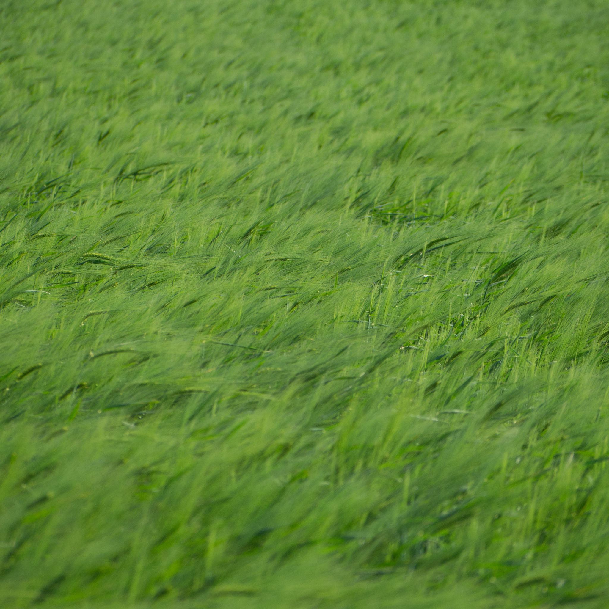 Olympus PEN E-PL6 sample photo. Green is the colour photography