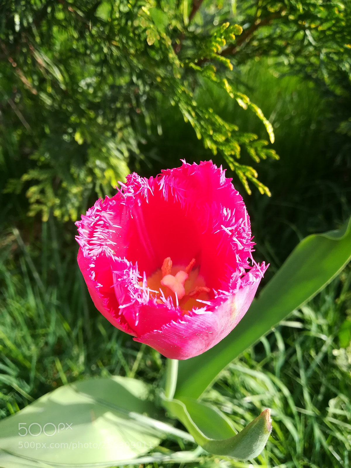HUAWEI PRA-LX1 sample photo. Dav photography