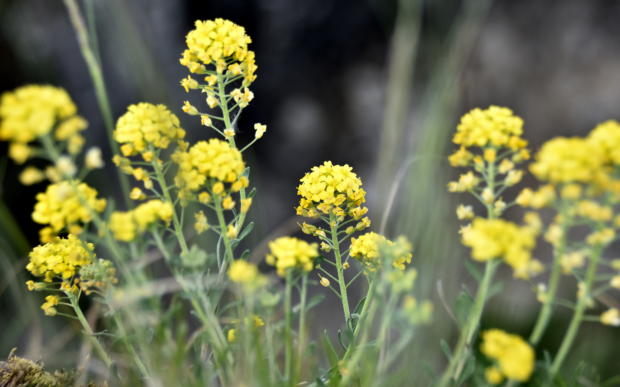 Sigma 18-250mm F3.5-6.3 DC Macro OS HSM sample photo. Alyssum montanum photography