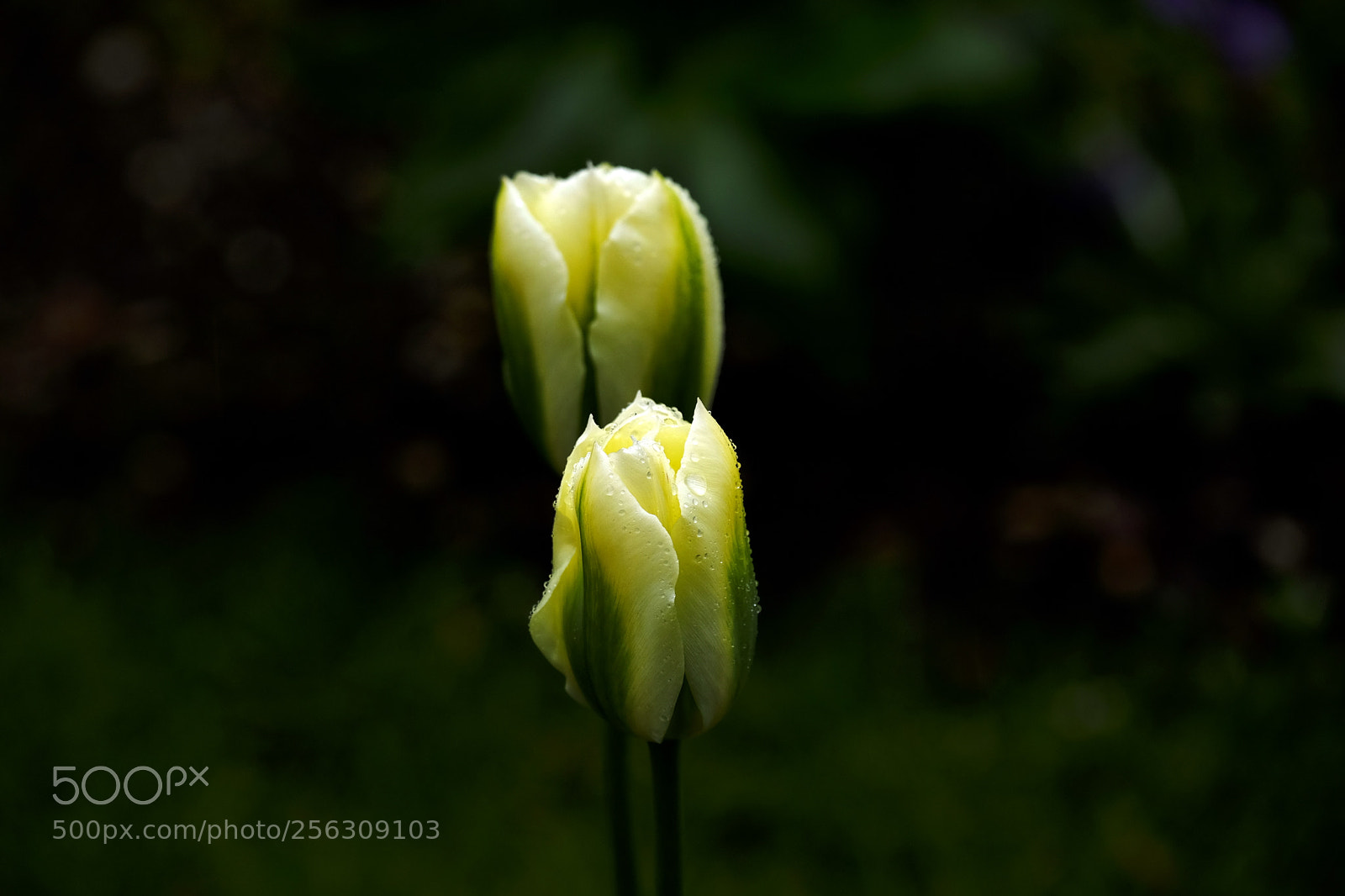 Fujifilm X-T2 sample photo. The beauty of a photography