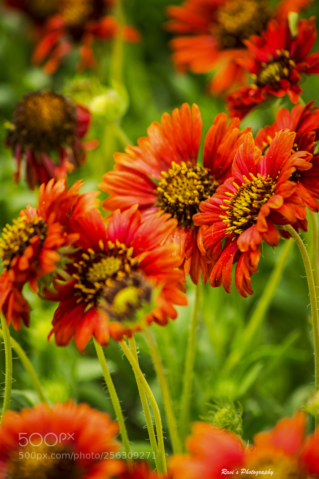 Nikon D5300 sample photo. Flowers photography