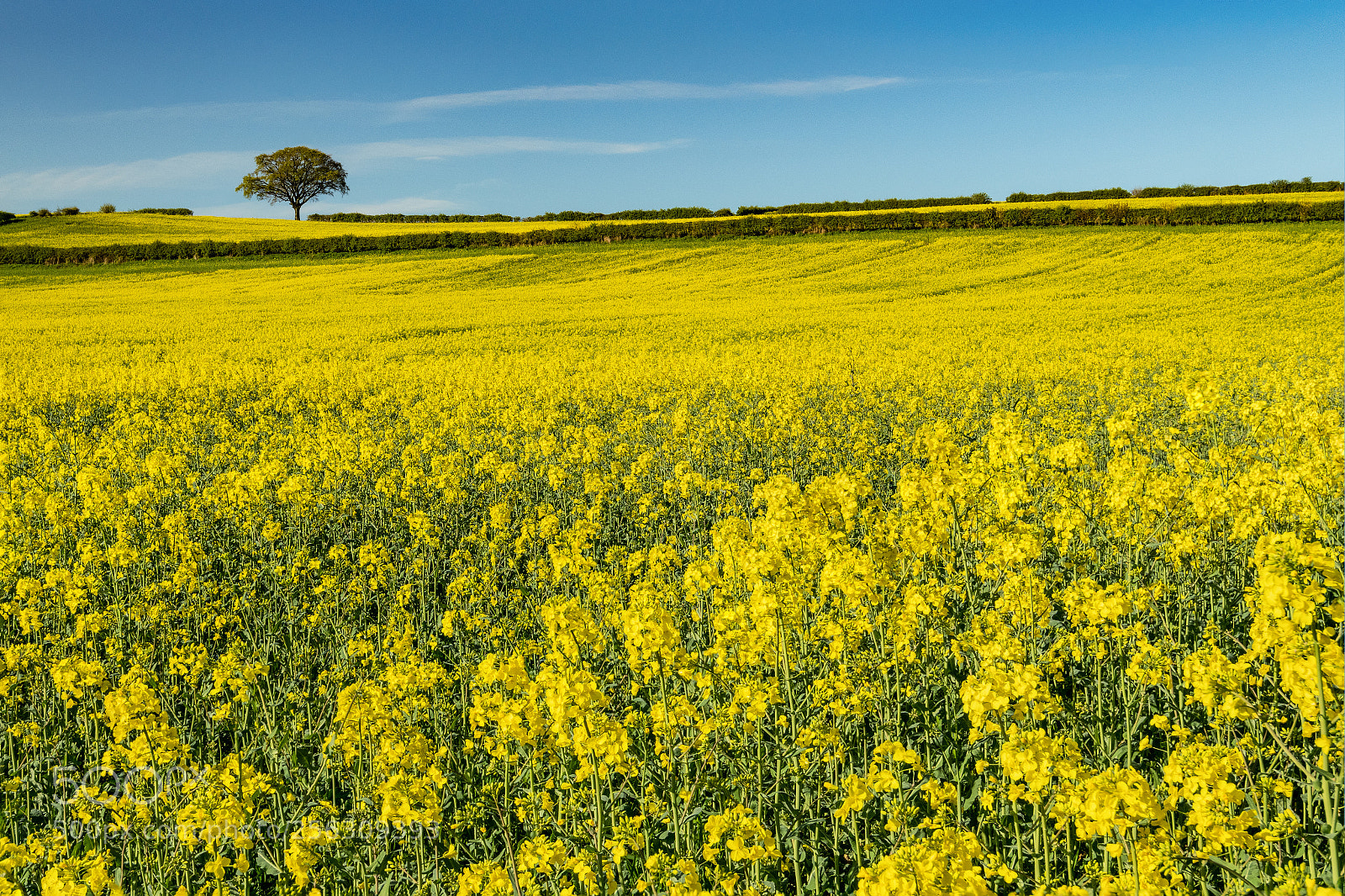 Nikon D850 sample photo. Nature's spring collection photography