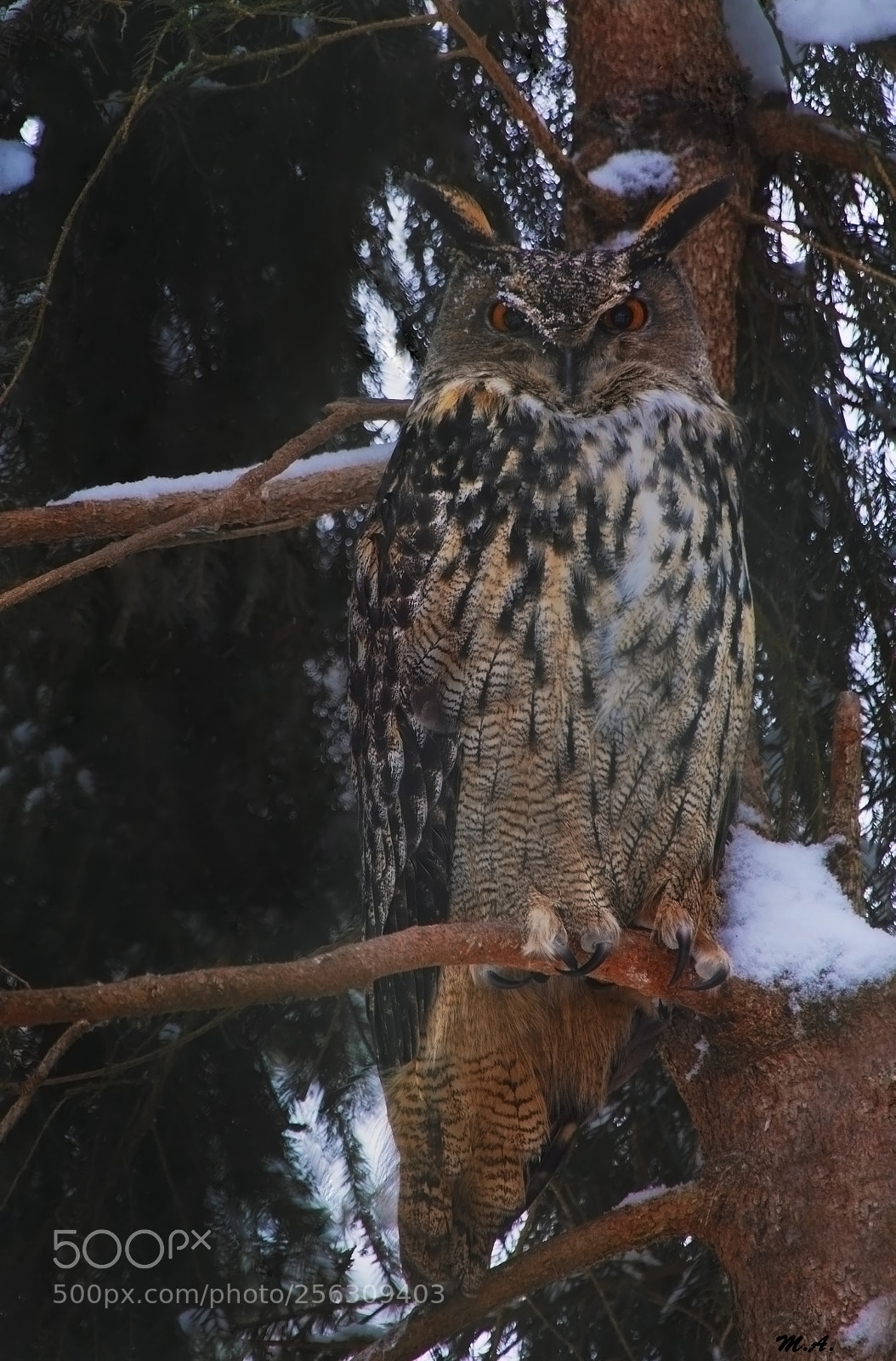 Canon EOS 6D sample photo. Golden owl photography