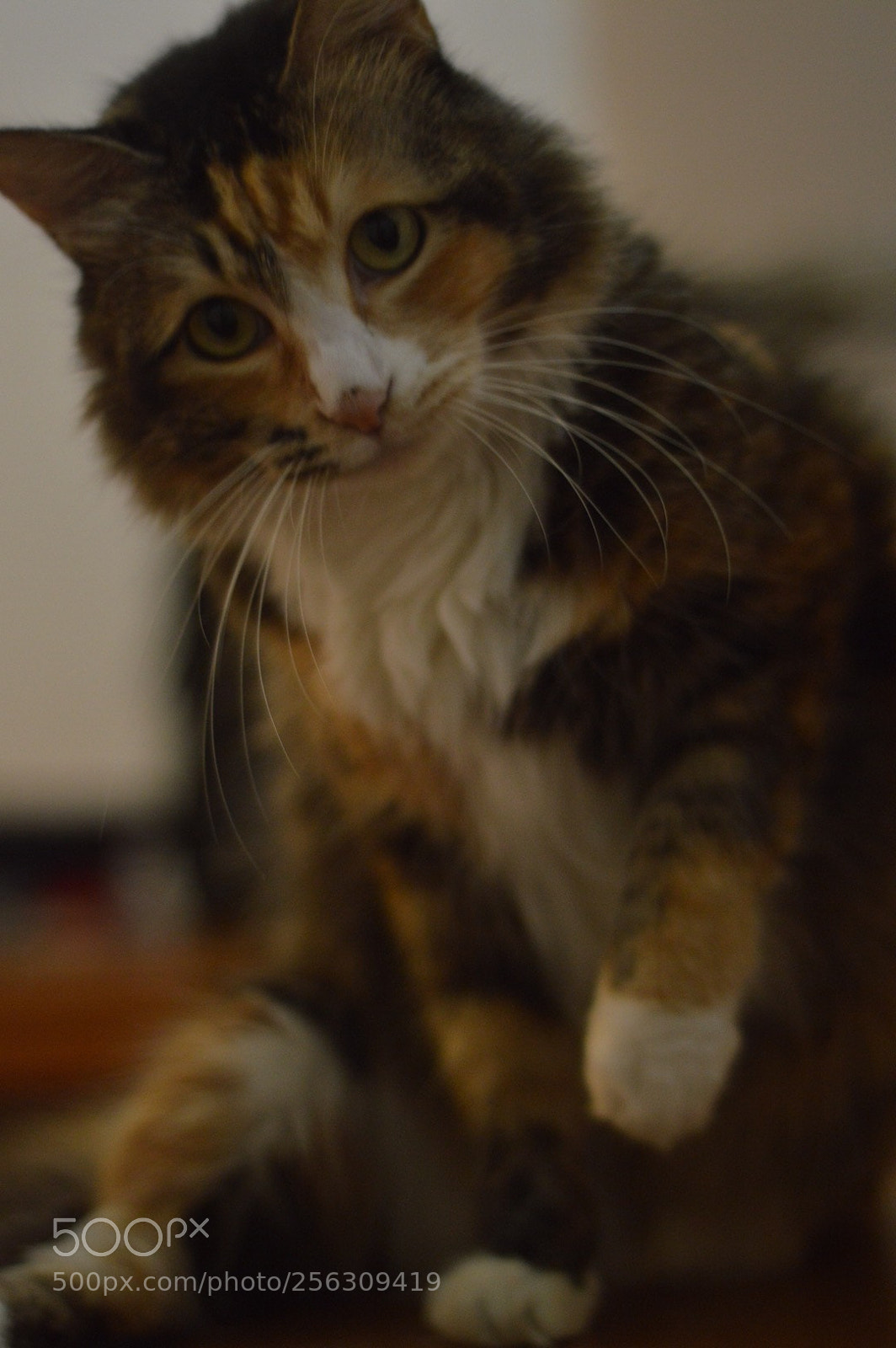 Nikon D3200 sample photo. Untitled photography