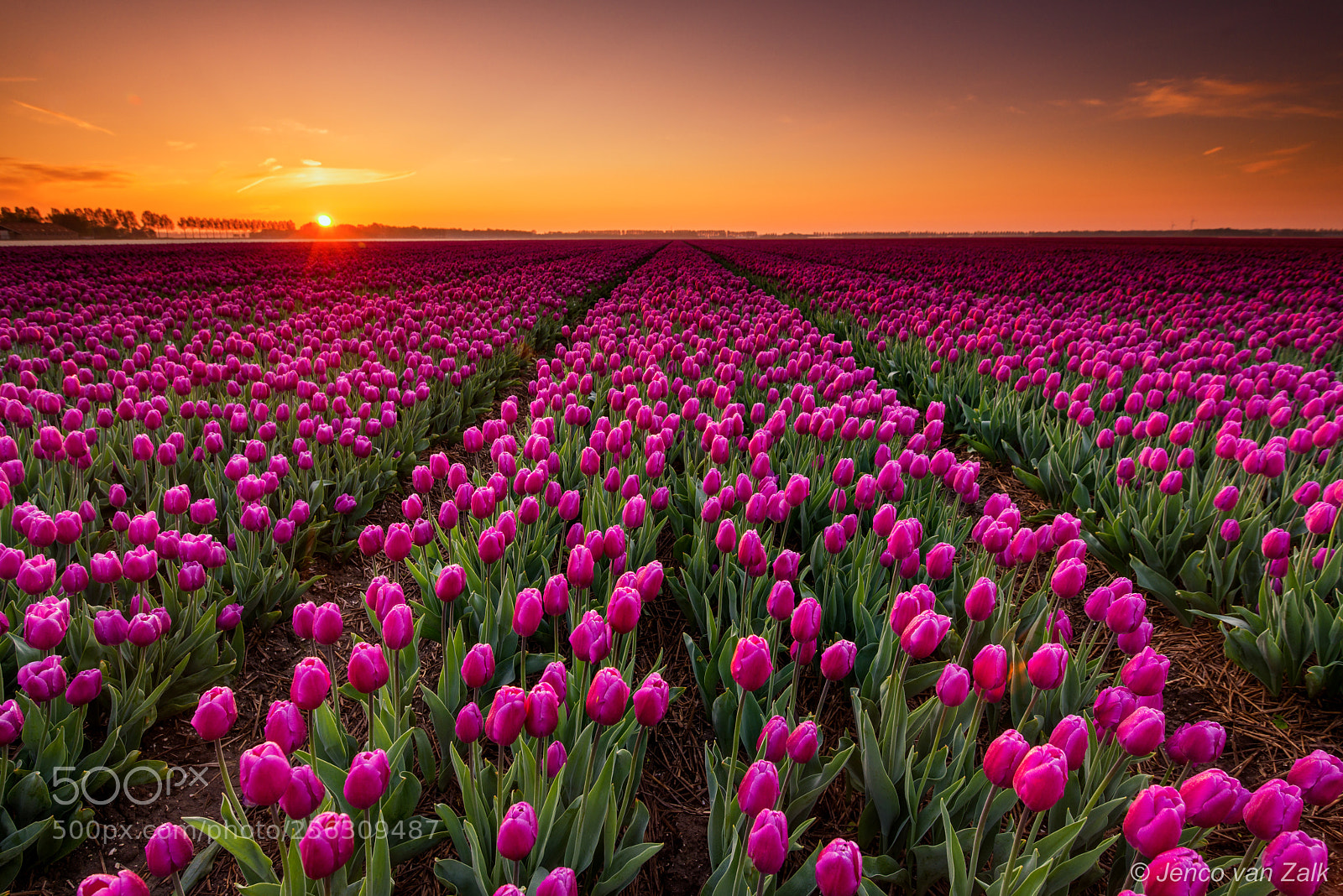 Nikon D800E sample photo. Tulips at sunrise photography