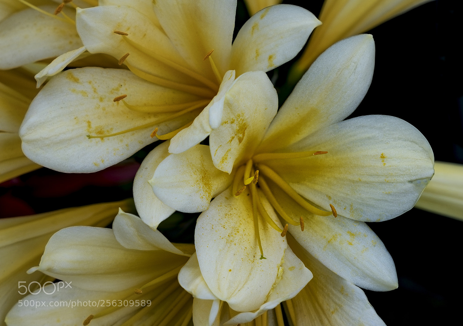 Canon EOS 5D Mark IV sample photo. Yellow photography