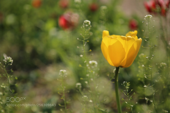 Canon EOS 6D + Canon EF 24-70mm F2.8L USM sample photo. Img photography