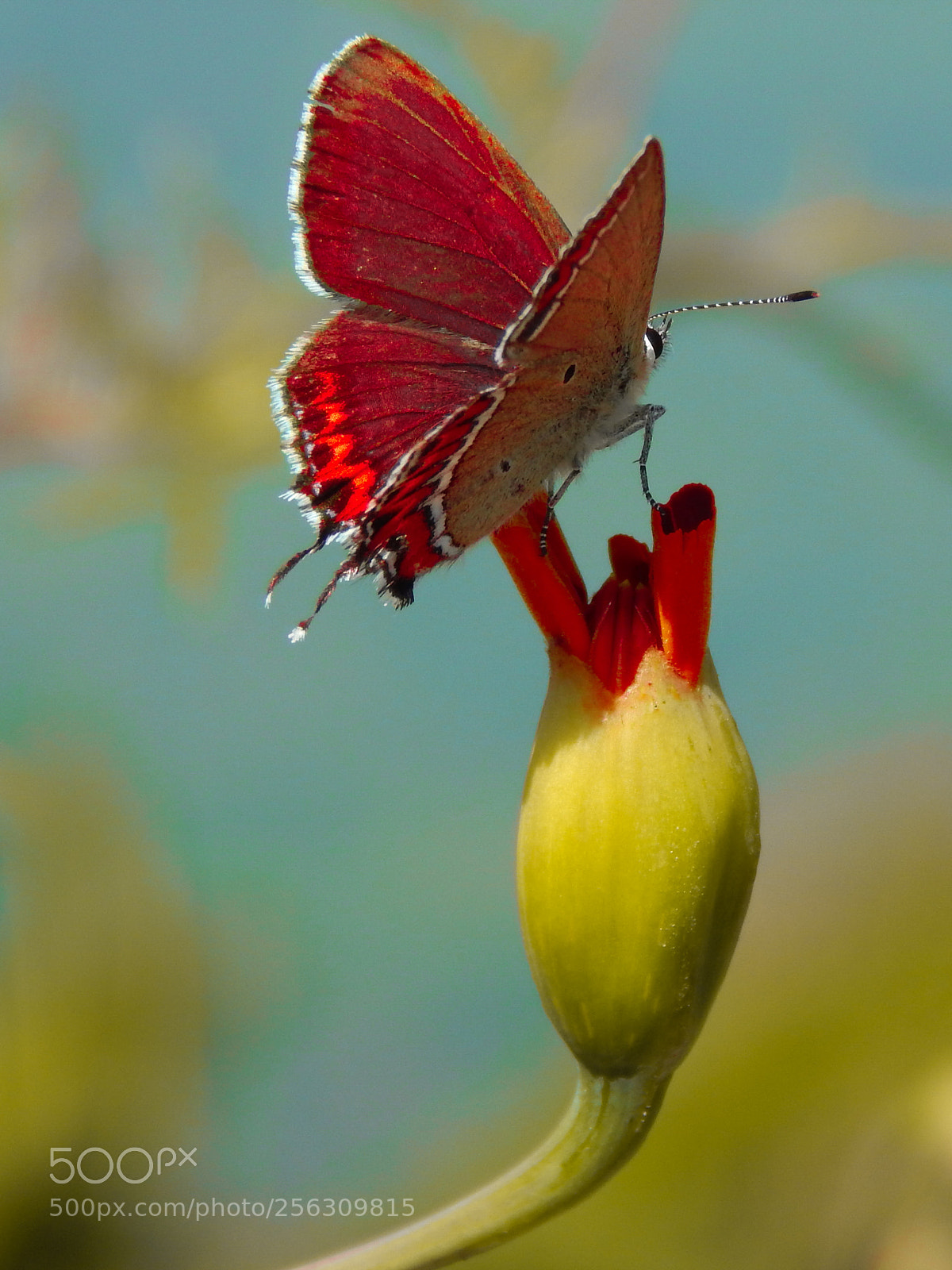 Nikon Coolpix L820 sample photo. Butterfly! photography