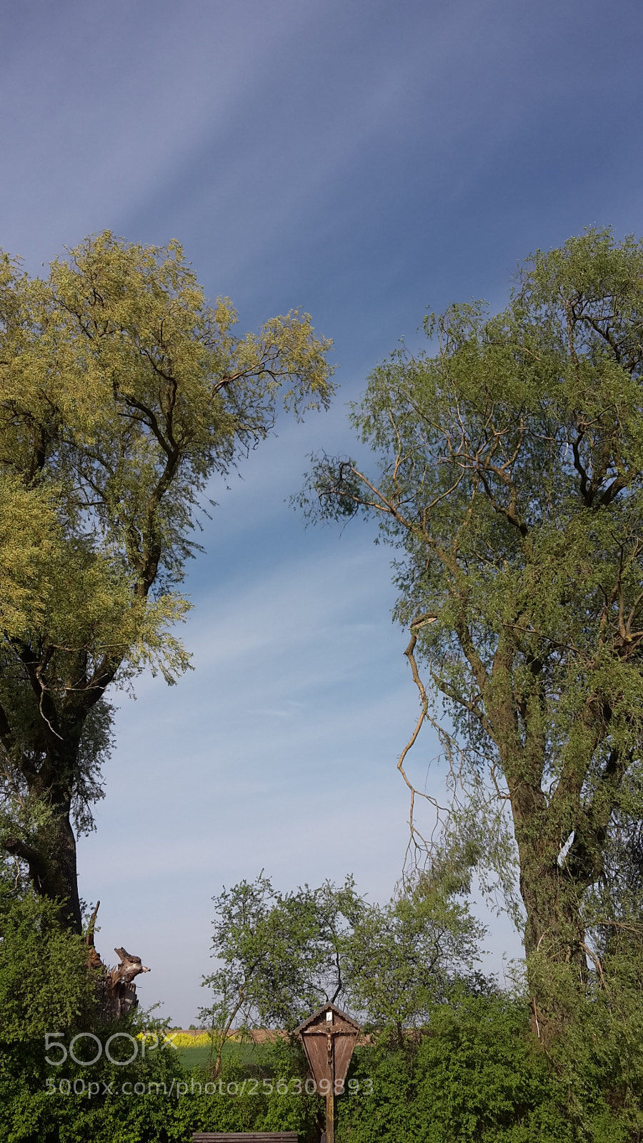 Samsung Galaxy S5 Mini sample photo. Tree portal photography
