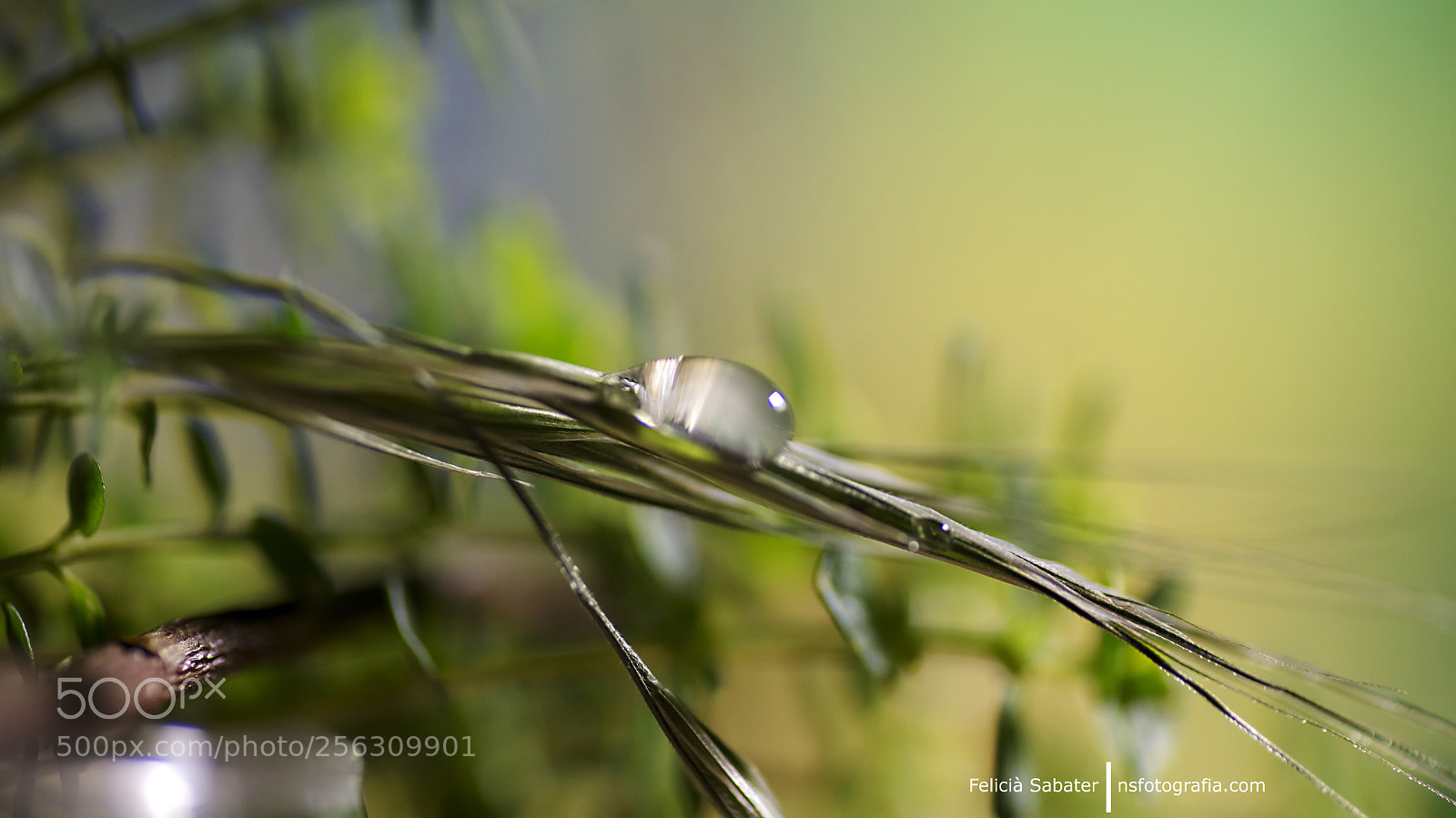 Nikon D850 sample photo. Petit ratolí de cristall photography