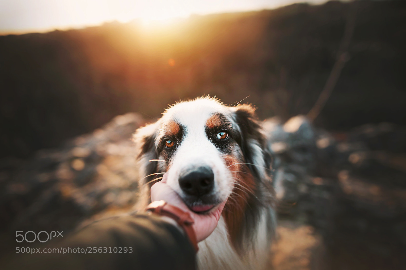 Canon EOS 5D Mark IV sample photo. Sweetest charlie photography