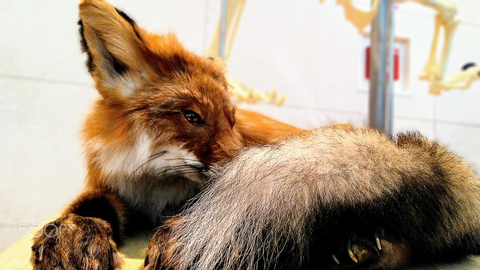 Motorola Moto G Play sample photo. Foxy photography