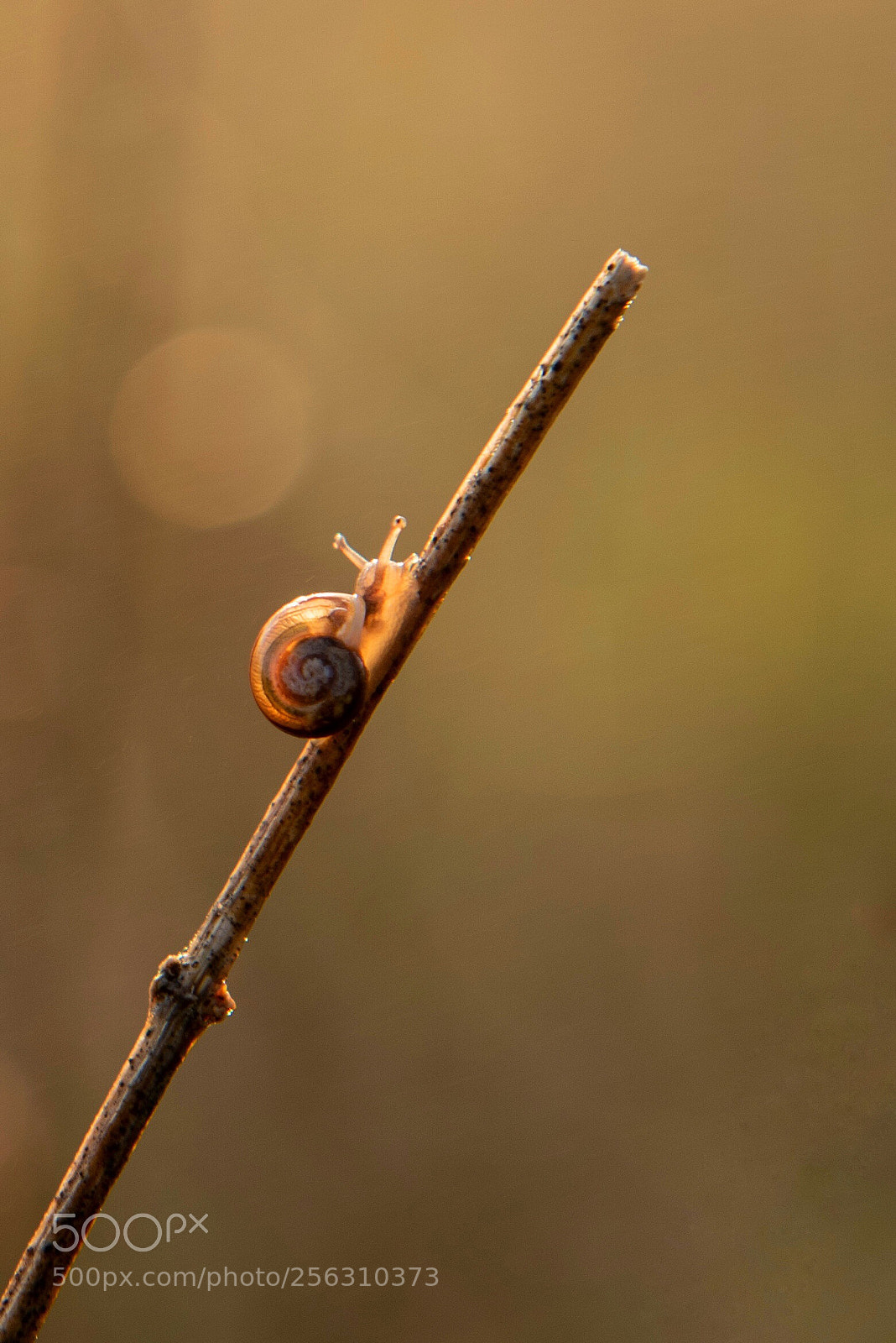 Nikon D750 sample photo. Early riser  photography
