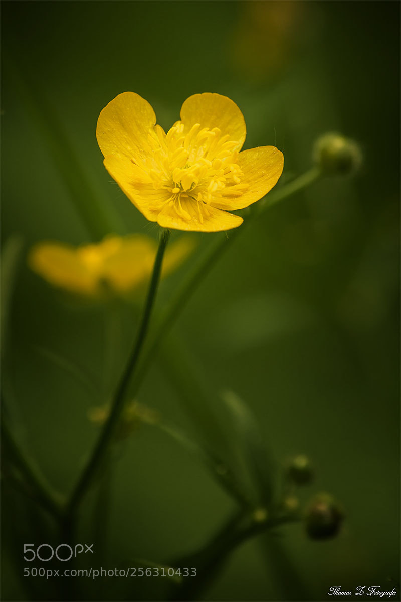 Canon EOS 750D (EOS Rebel T6i / EOS Kiss X8i) sample photo. Yellow photography